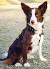 Australian Red Border Collie Smooth Coat