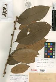 Image result for Ardisiandra sibthorpioides