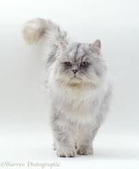 We did not find results for: Chinchilla Persian Cat Photo Wp09317