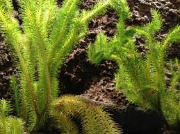 Image result for Huperzia gnidioides