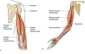 Draw muscular arm, all angles front view back view side view. Arms And Shoulders Running Anatomy Sports Anatomy