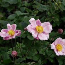 Anemone X Hybrida Alice Japanese Wind Flower Perennial Anemone Japonica Plant Images Anemone Flower Anemone