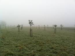 We did not find results for: Free Images Snappygoat Com Bestof Orchard November Fog Plant Trees Germany Autumn Autumn Mood Apple Trees Landscape Fruit Tree Scattered Fruit Trees Nature November Gray Grey Green Colourless