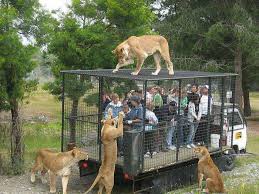 Soviet Russia S Zoo Animals Wild Human Zoo Cute Animals