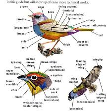 Killdeer Bird With White Ring Around Neck 10 Easy Ways To Attract Colorful Songbirds To Your Garden Pet Birds Bird Bird Watching