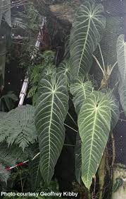 Anthurium Angamarcanum Anthurium Trees To Plant Unusual Plants