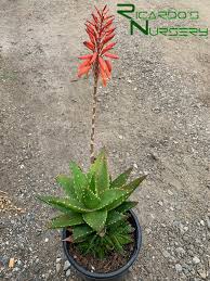 Image result for Aloe plowesii