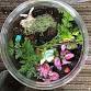 Terrarium – Make & Take event in Arden, NC