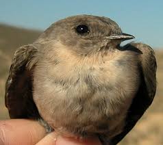306 Eurasian Crag Martin