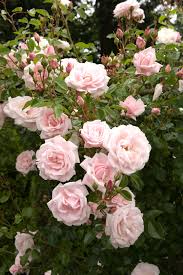Check spelling or type a new query. Get Your Plants Ready For Winter Better Homes Gardens