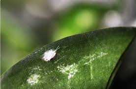 Image result for puklice na pokojových rostlinách obrázek