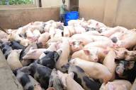 Bulamu Mixed Farm | Pig breeds, Pig farming, Cattle farming