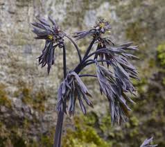 Image result for Blue Cohosh