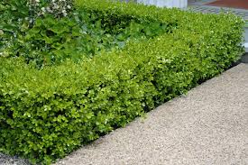 Image result for Buxus