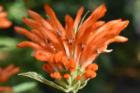 Image result for Leonotis