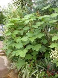 Image result for Sparrmannia