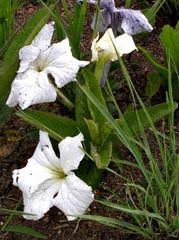 Image result for Hermannia grandistipula