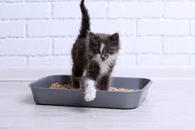 What is the best way to neutralize cat urine? How To Get Rid Of Cat Pee Smell Pet Life Today