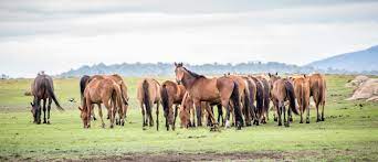 Brumbies (bs) equipo de franchise australiana di rugby a 15 (it) the act brumbies (en); Saving The Australian Brumby Coastbeat