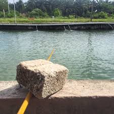 Kolam Pancing Udang Kulim Square Fishing Spot