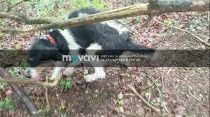 De chiens à sanglier dont les bienvenus possibilité de repas sur place dans la maison de sant vicenç dels horts écrit sur. Omya Chien De Pied A Sanglier De L Elevage Du Mas Youtube