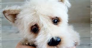 pin na doske dogs and puppy hand made toys