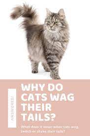 Why Do Cats Wag Their Tails When You Talk To Them In 2021 Cat Behavior Cat Behavior Facts Cat Behavior Problems