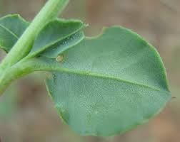 Image result for Lophiocarpaceae