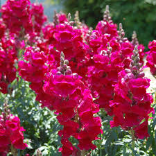 Affordable and search from millions of royalty free images, photos and vectors. 10 Of The Best Plants For Fall Watters Garden Center