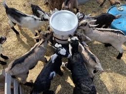 How To Wean A Baby Goat From The Bottle Packgoats Com