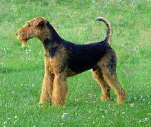 Will be kc registered 5 generation pedigree. Airedale Terrier Wikipedia