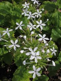Image result for Plumbago zeylanica