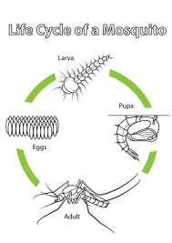 Life Cycle Of A Mosquito Coloring Page From Biology Category Select From 24848 Printable Crafts Of Cartoon Life Cycles Life Cycles Preschool Insect Life Cycle Most relevant best selling latest uploads. life cycle of a mosquito coloring page