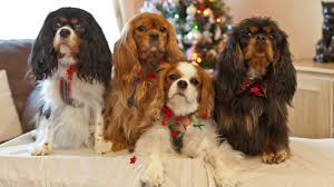 Характер и стандарты собаки кавалер кинг чарльз спаниель. Poroda Sobak Kavaler King Charlz Spaniel Opisanie Harakter Harakteristika Foto Kavaler King Charlz Spanielej I Video Cena