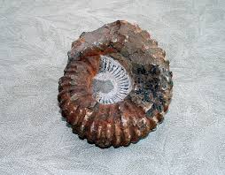 Wat32.com develops every day and without interruption becomes. Ammonite Online Learning Center Aquarium Of The Pacific