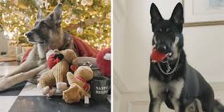 Biden dogs star in charming christmas video; 270k Twitter Users Are Adoring Joe Biden S Dogs Christmas Video Bored Panda