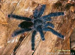 Tarantula Photos Tarantula Images Naturephoto Cz Avicularia Metallica Spider Tarantula