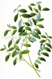 Image result for Flueggea