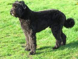 Owczarek flandryjski metalowy brelok breloczek. Bouvier Des Flandres Wikipedia Wolna Encyklopedia