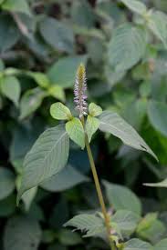 Image result for Achyranthes