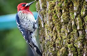 Tusentals nya, högkvalitativa bilder läggs till varje dag. Hintergrundbilder Redbreasted Sapsucker Vogel Oregon Tamron Nikon D500 Specht 2844x1822 755786 Hintergrundbilder Wallhere
