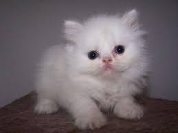 Our adoptable animals are listed on the brooklyn cat cafe website. Himalayan Kittens For Sale New York Page 3