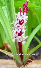 Reineckea Carnea 180 Pepiniere De Plante Plante Vivace Vivaces
