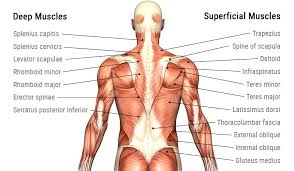 These muscles are able to move the upper limb as they originate at the vertebral column and insert onto either the clavicle, scapula or humerus. Anatomy Of Back Muscles