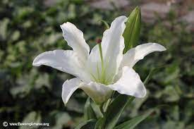 Pin By Graefenhain Designs On Nature At Her Finest Types Of Lilies Different Types Of Lilies White Lily Flower