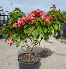 Image result for Mussaenda