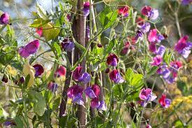 To prepare the seeds, leave them on moist kitchen roll until they swell or sprout. Grow Sweet Peas In Pots From Plugs Bbc Gardeners World Magazine