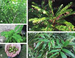 Image result for Phyllanthus hutchinsonianus