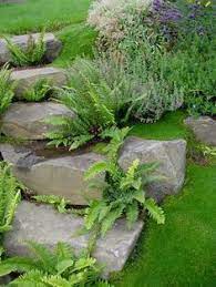 Check spelling or type a new query. 24 Irish Moss Ideas Irish Moss Ground Cover Plants Ground Cover