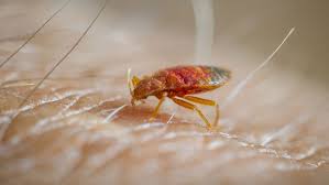 Rose pest solutions proudly serves the businesses and homeowners of indianapolis and surrounding areas, out of our indianapolis district office. Indianapolis Makes Top 10 On List Of Cities With Bed Bug Problems Wttv Cbs4indy